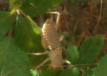 Uromenus (Bolivarius) brevicollis insularis